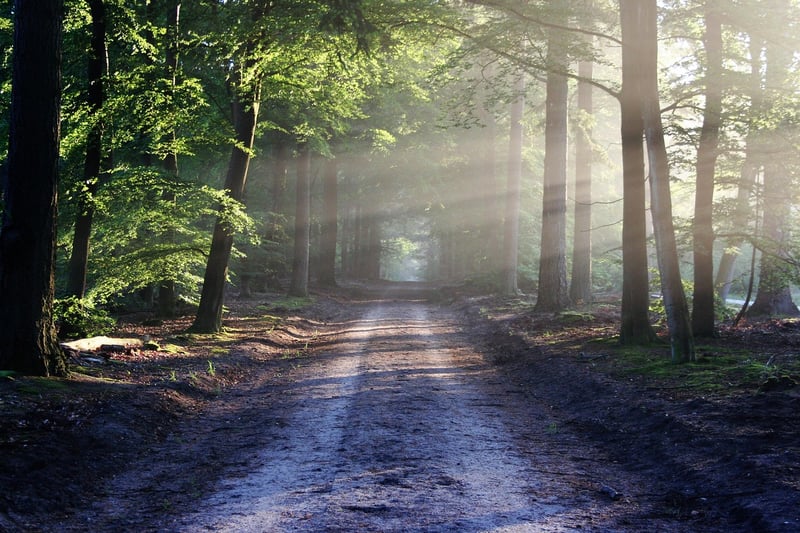 Forest Adventure